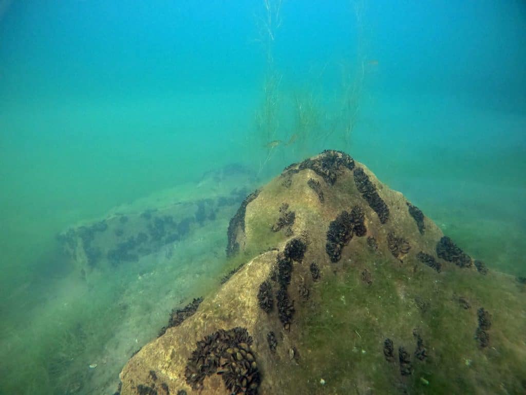 Süßwassermuscheln Kulkwitzer See